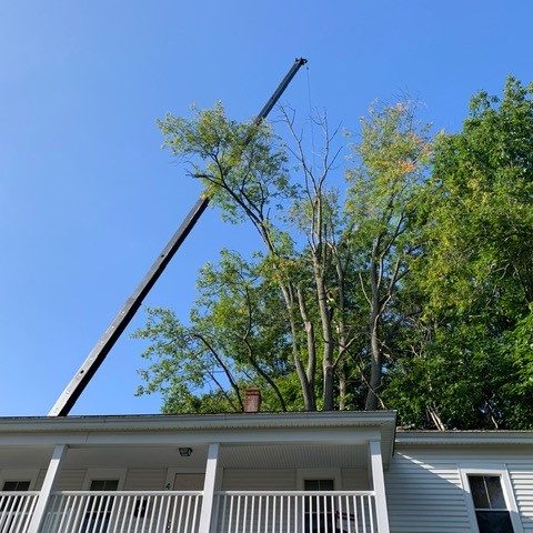 8000 lb Ash tree crane removal pic 1