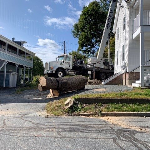 8000 lb Ash tree crane removal pic 2